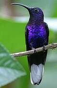 Violet Sabrewing