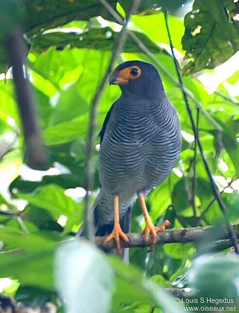 Plumbeous Forest Falcon