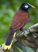 Montezuma Oropendola