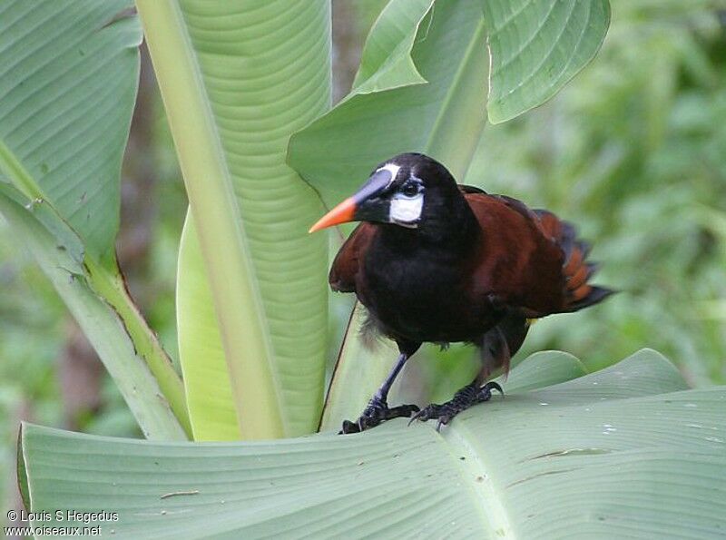 Montezuma Oropendola