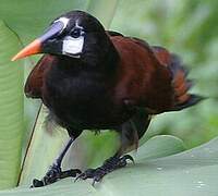 Montezuma Oropendola