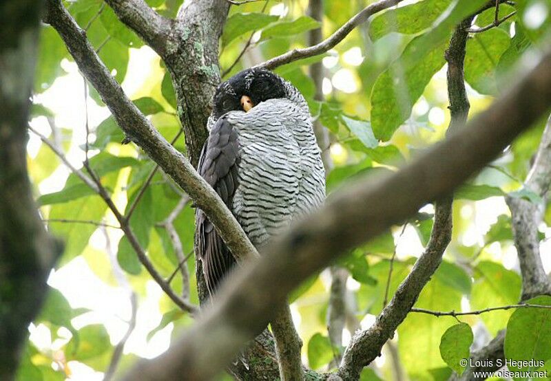 Black-and-white Owl