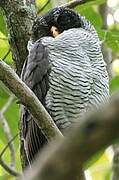 Black-and-white Owl