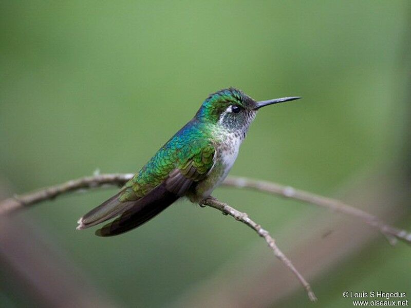 White-bellied Mountaingem