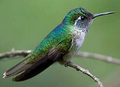 Colibri à gorge lilas