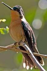 Colibri à gorge pourprée