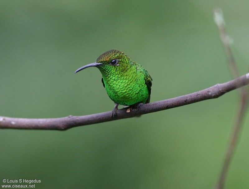 Colibri à tête cuivrée