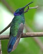 Sparkling Violetear