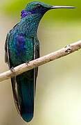 Sparkling Violetear