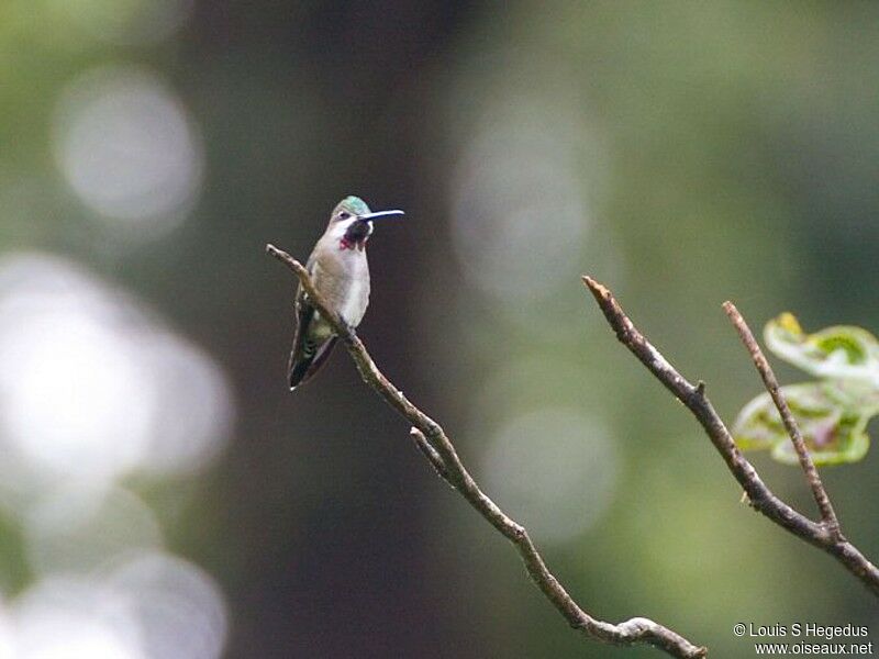 Colibri corinne