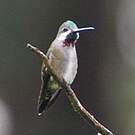Colibri corinne