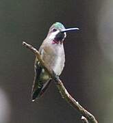 Long-billed Starthroat