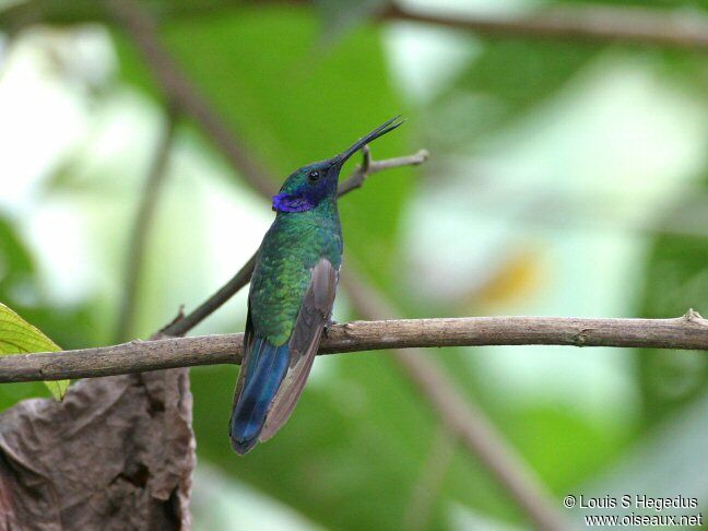 Colibri d'Anaïs