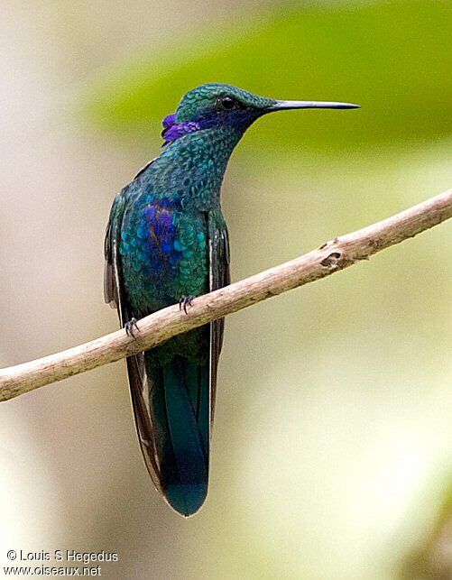 Colibri d'Anaïs