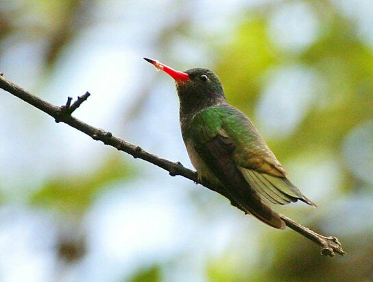 Colibri d'Ãlicia