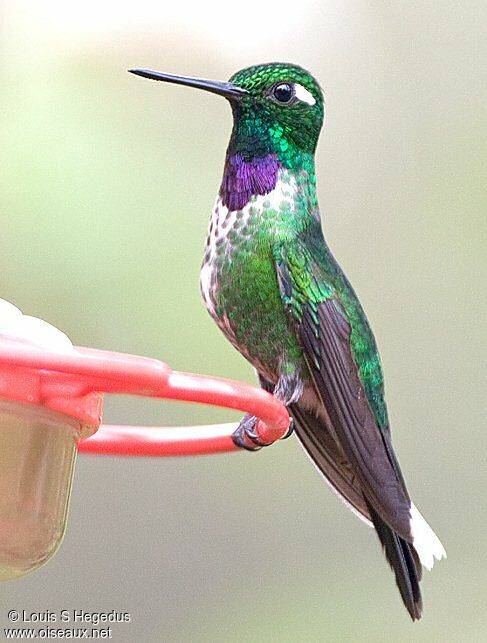 Purple-bibbed Whitetip