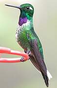 Purple-bibbed Whitetip