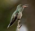 Colibri de Cuvier