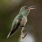 Colibri de Cuvier