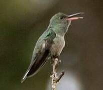 Scaly-breasted Hummingbird