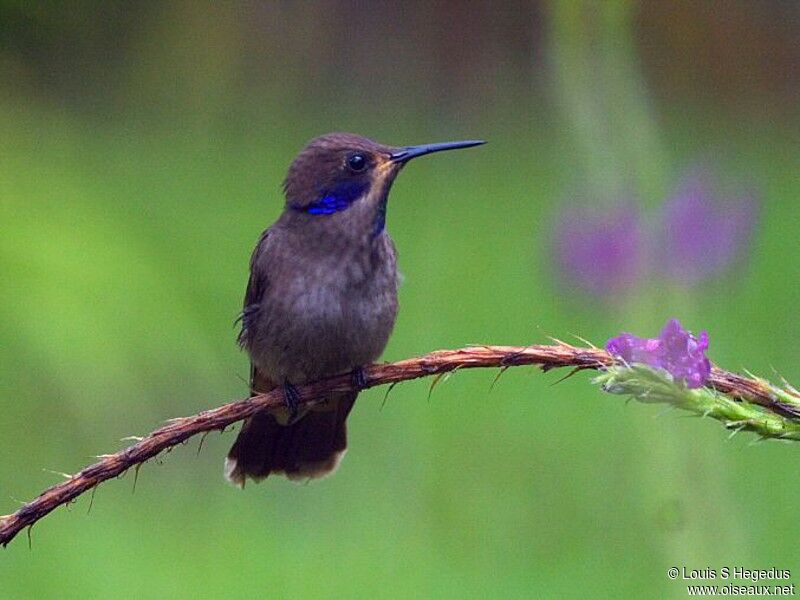 Colibri de Delphine