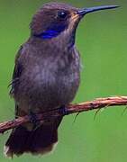 Brown Violetear