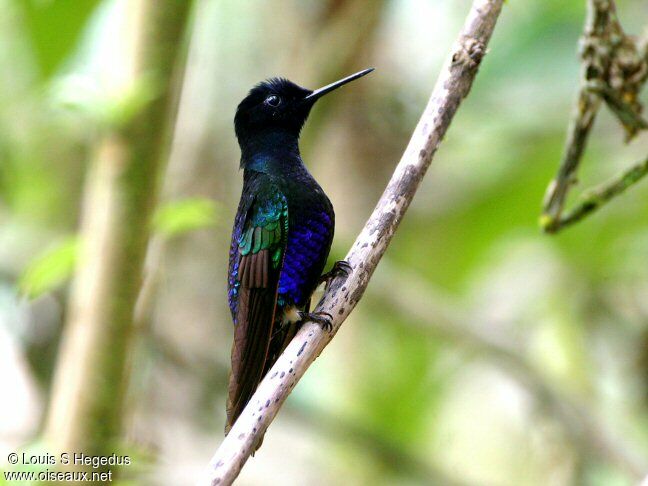 Colibri de Jardine