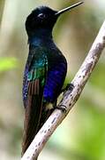 Colibri de Jardine