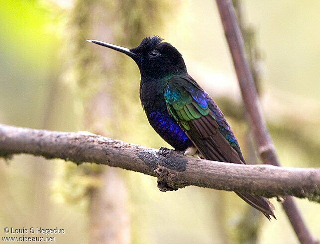 Velvet-purple Coronet