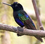 Colibri de Jardine