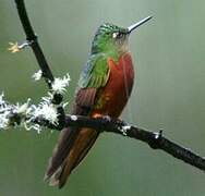 Chestnut-breasted Coronet