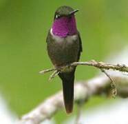 Purple-throated Woodstar