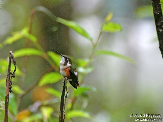 Colibri de Mulsant