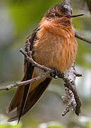 Colibri étincelant