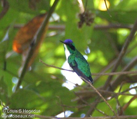 Colibri féérique