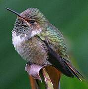 Volcano Hummingbird