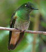 Colibri flavescent
