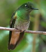 Colibri flavescent