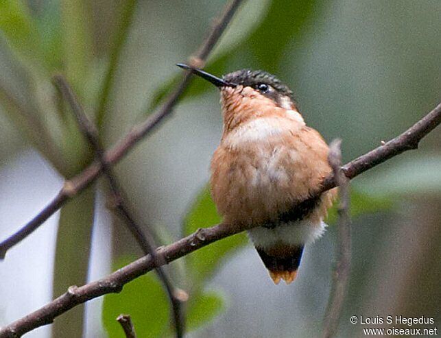 Colibri héliodore