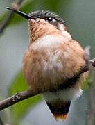 Colibri héliodore