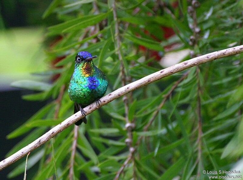 Colibri insigne