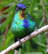 Fiery-throated Hummingbird