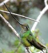 Colibri porte-épée