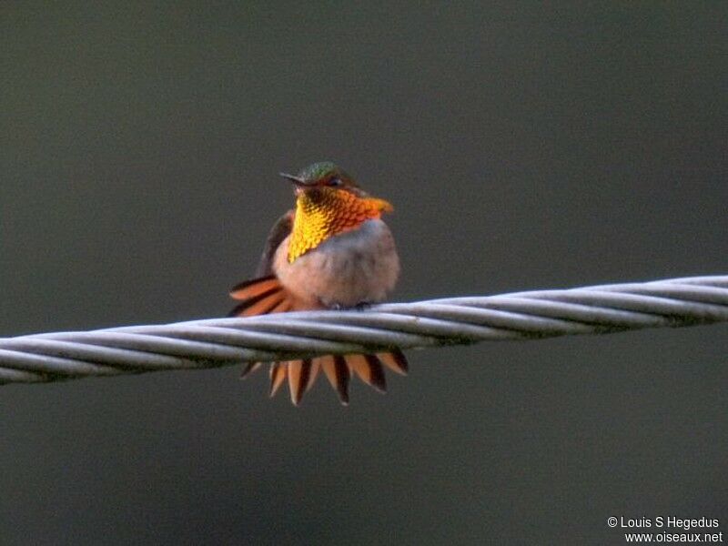 Colibri scintillant