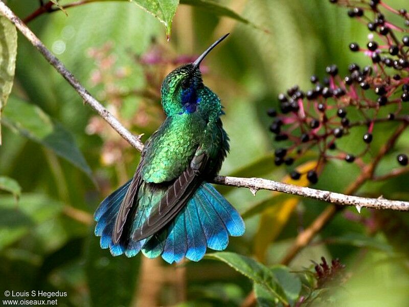 Colibri thalassin