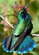 Colibri thalassin