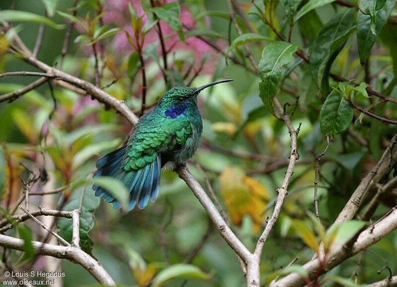 Colibri thalassin