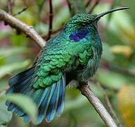 Colibri thalassin