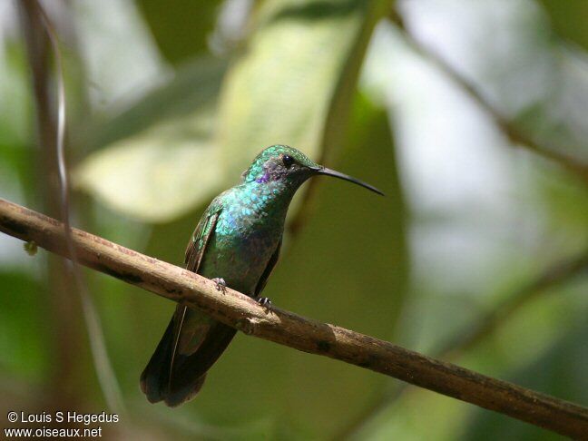 Mexican Violetear