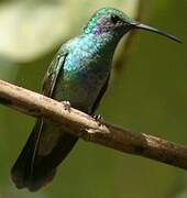 Mexican Violetear